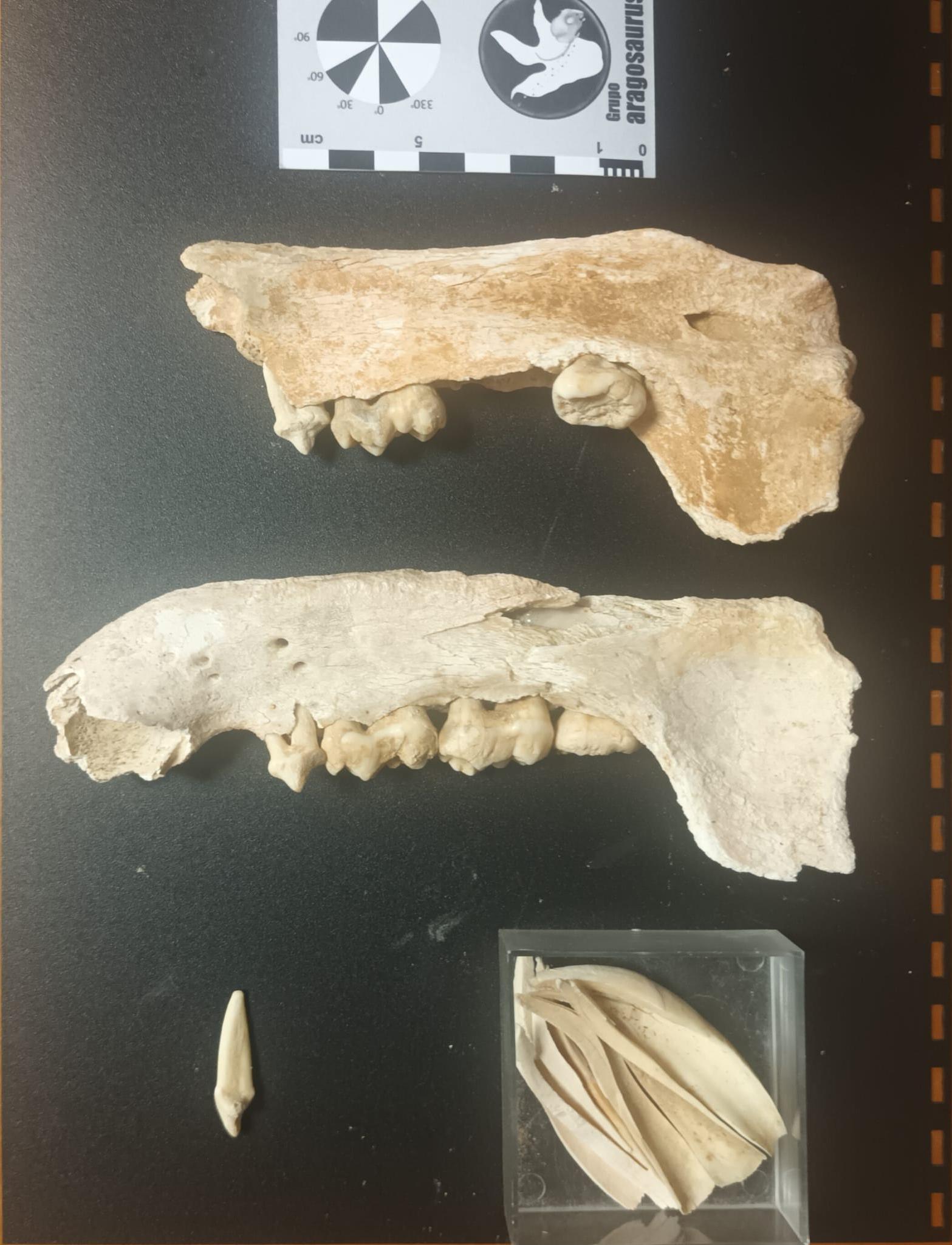 Fósiles encontrados