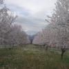 'Almendreras' en la Plana de Uesca (Juan R. Bielsa)