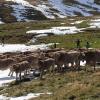 La conservación de los pastos de montaña es una de las cuestiones que se abordan (Foto: proyecto europeo Pastorclim, Campus de Huesca)