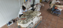 Proceso de preparación del bloque con restos fósiles  