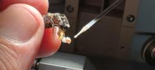 Trabajos de conservación de material genético de abejas