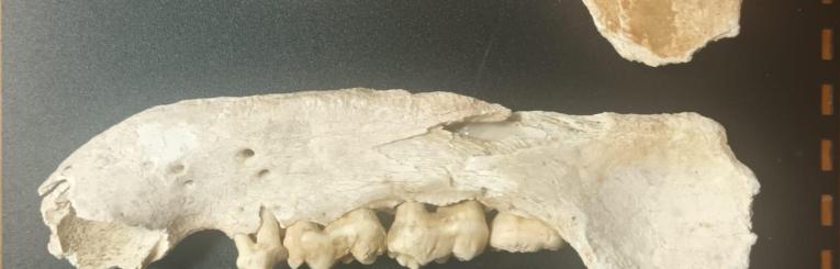 Fósiles encontrados