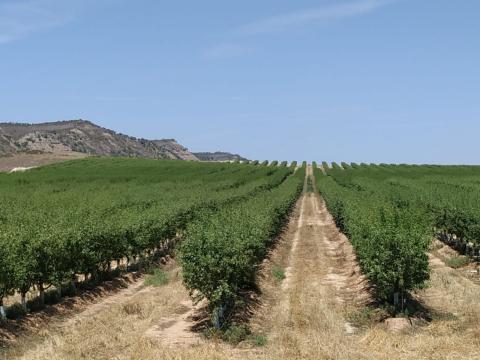 Cultivo de almendro en Ontiñena (Huesca)