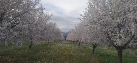 'Almendreras' en la Plana de Uesca (Juan R. Bielsa)