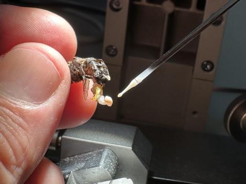 Trabajos de conservación de material genético de abejas