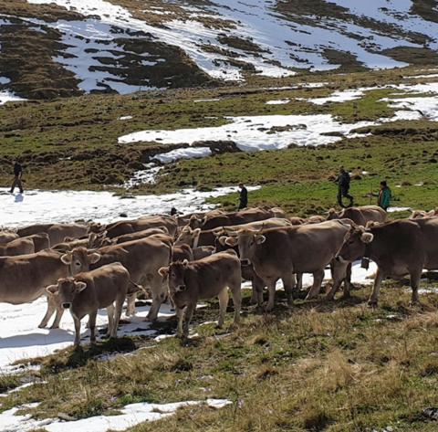 La conservación de los pastos de montaña es una de las cuestiones que se abordan (Foto: proyecto europeo Pastorclim, Campus de Huesca)